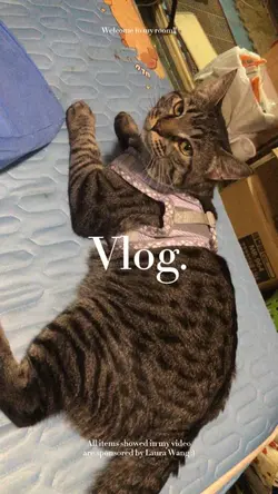 猫の日常