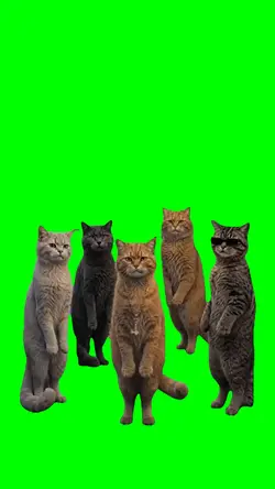 cat squad chemistry
