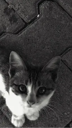 Sad cat