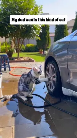 Cat washed car