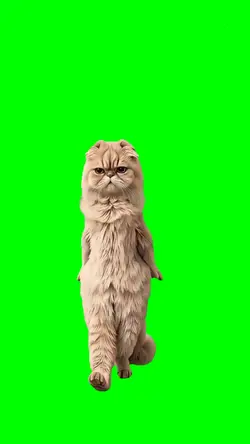 SHE GOES BY CAT