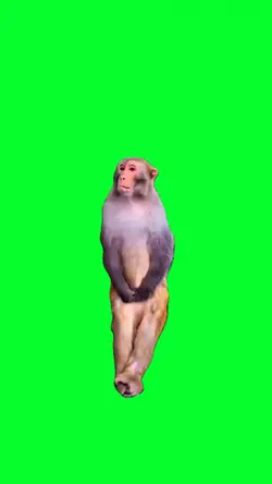 UPSET MONKEY