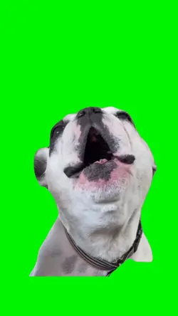 Dog Howling