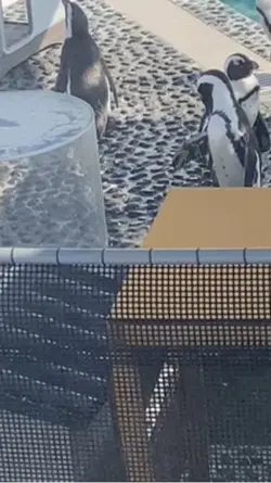 Penguins 