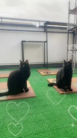 猫と音楽4