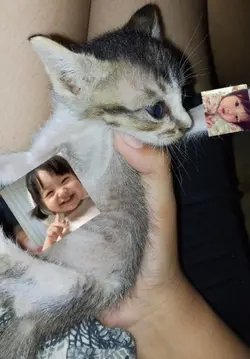 kucing sudah tiada