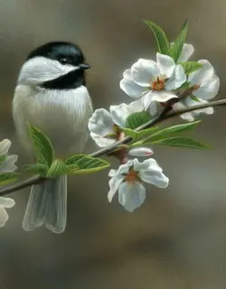 natureza