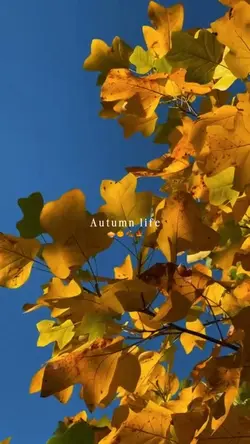 Autumn life
