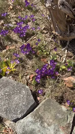 Spring Flowers