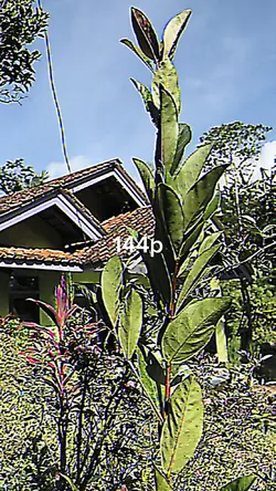 144p vs 4k