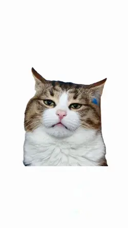 CAT BLEH