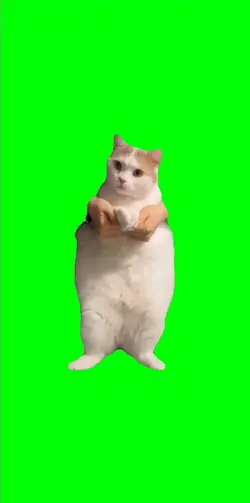 cat meme