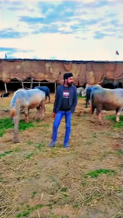 sindhi song muhinji 