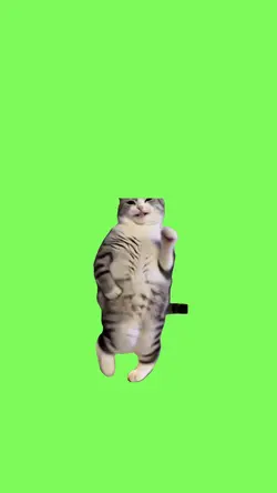 Dancing cat