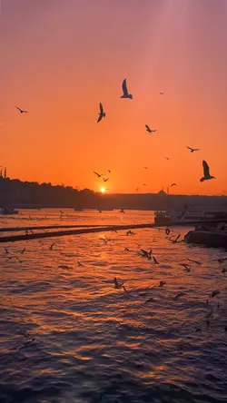 Yeni şablon slowmo