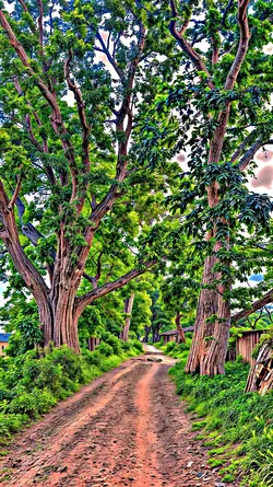 Filter iPhone HD