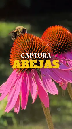Captura Naturaleza 