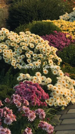 the beauty of spring