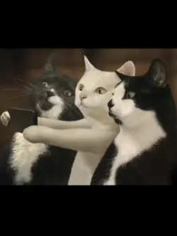 kucing versi ber3
