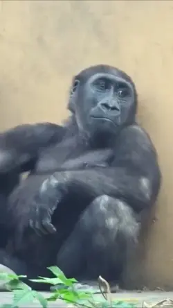 Gorila Ngakak