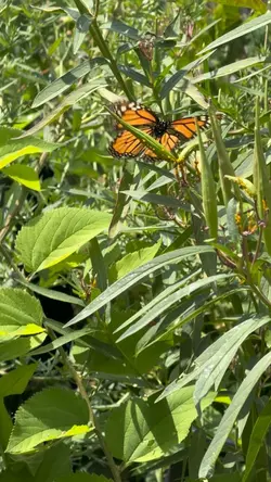 Monarch butterflies 