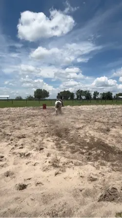 Barrel Racing 
