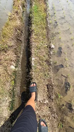 bertani dipagi hari