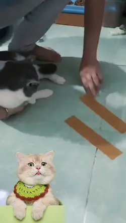 Kucing mabokk |
