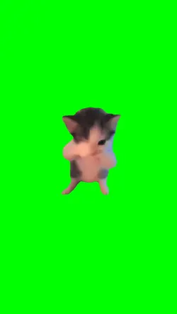 scuba cat