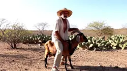 Bode danado 