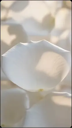 TikTok进场特效