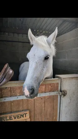 Mon cheval