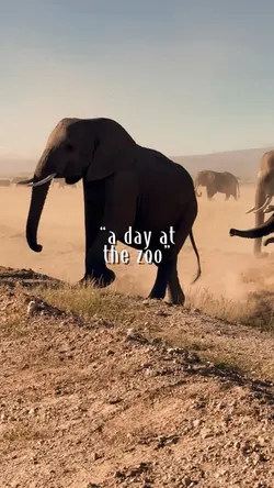 A Day At The Zoo