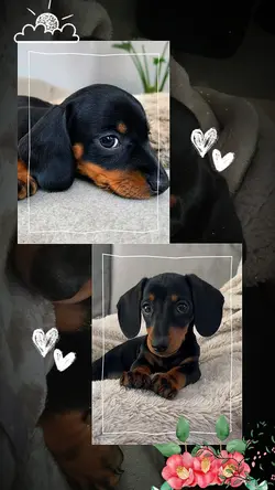 meus dogs