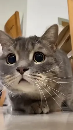 CATS VIRAL
