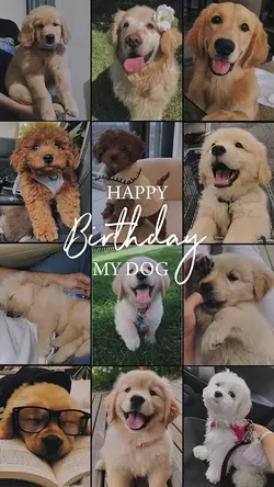 Birthday my dog 🐶 
