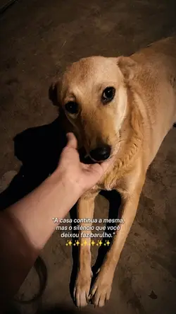 saudade do meu Pet