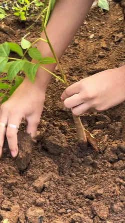 Plantação