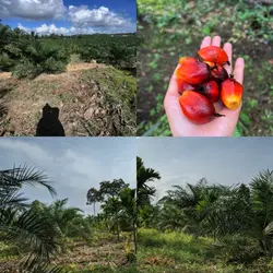 petani sawit muda 