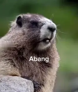 marmut manggil abang
