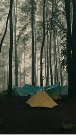Scary forest