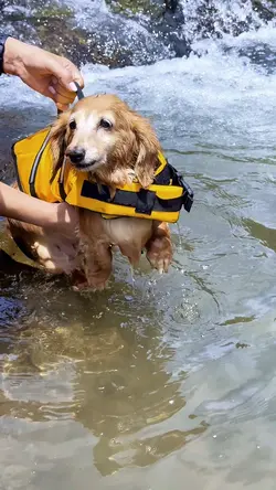 泳ぐ犬