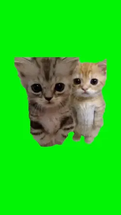 gatinhos, cats