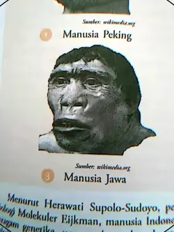 3:4 manusia jawa 