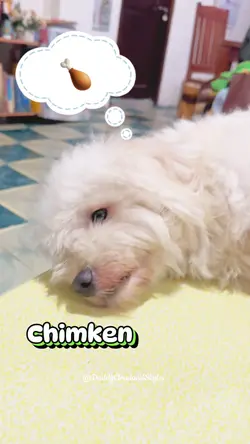 Chimken Chimken