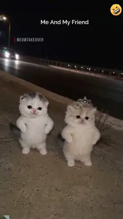 Dance cat Trend