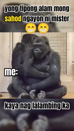 gorilla memes 