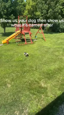 What my dogs named