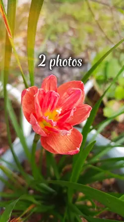 2 photos 