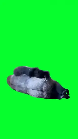 lazy gorilla